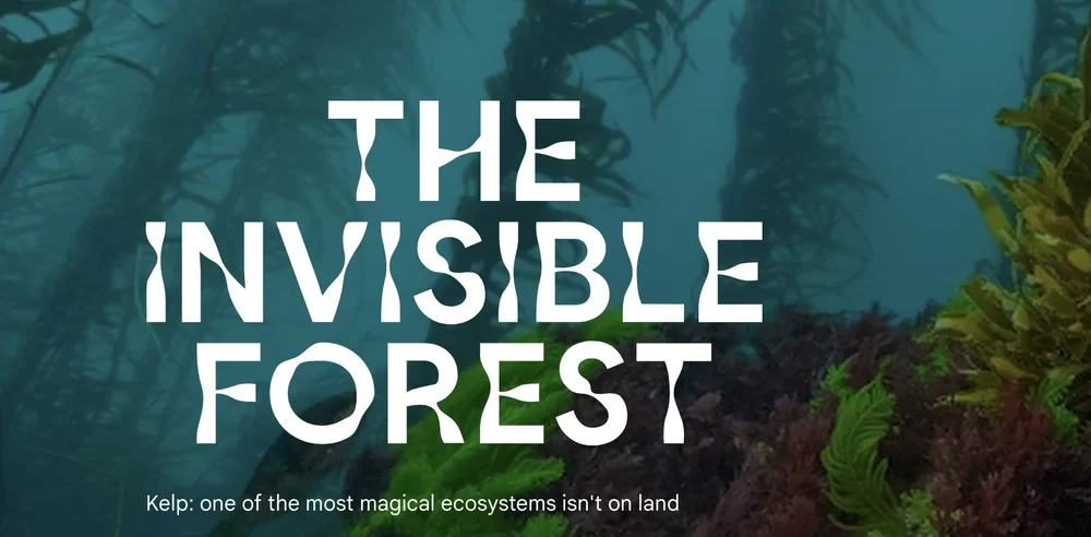 The Invisible Forest is off the coast of Tasmania. This is an image of Giant Kelp that links to the a video about this initiative.