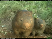 A camera sensor image of a wombat mum and joey in the NSW Southern Ranges (credit: Grant Linley)