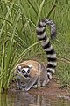 50 Ring-tailed lemur (Lemur catta) uploaded by Charlesjsharp, nominated by Charlesjsharp,  13,  5,  0