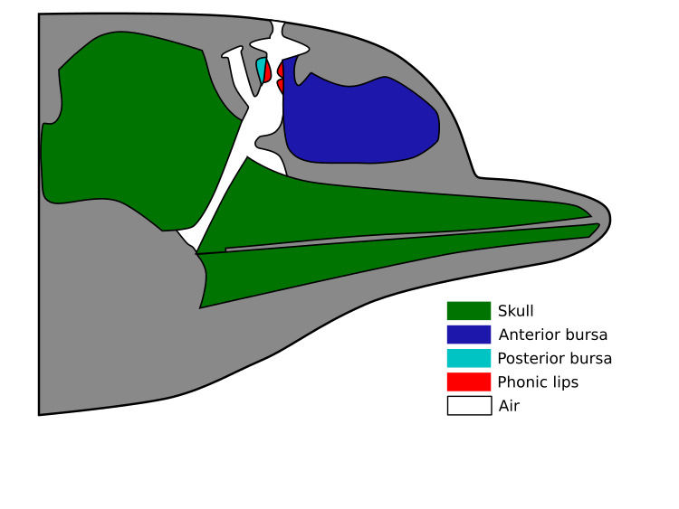 File:Dolphin head.svg