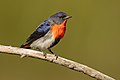 40 Mistletoebird - Round Hill Nature Reserve uploaded by JJ Harrison, nominated by Cmao20,  19,  0,  0