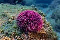 44 Erizo de mar violáceo (Sphaerechinus granularis), Madeira, Portugal, 2019-05-31, DD 40 uploaded by Poco a poco, nominated by Poco a poco,  22,  0,  0