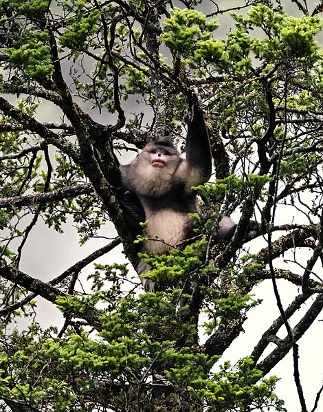 File:Yunnan Black Snub-nosed Monkey (49378243838).jpg