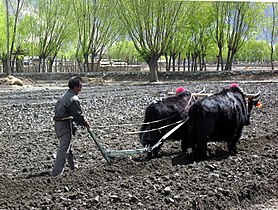 Yaks still provide the best way to plow fields in Tibet.