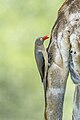 * Nomination Red-billed oxpecker (Buphagus erythrorynchus) on tail of giraffe --Charlesjsharp 09:29, 24 June 2024 (UTC) * Promotion  Support Good quality. --Poco a poco 17:55, 24 June 2024 (UTC)