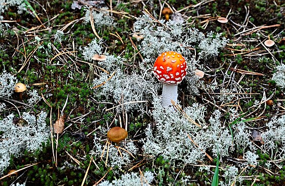 A young fly agaric in the center of small fairy ring