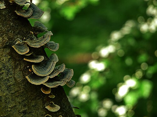 Schmetterlingstrameten an einem toten Baum im Wald