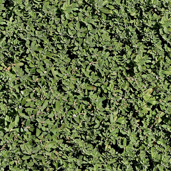 File:Green healthy vegetation leaves foliage dense bush shrub seamless texture.jpg
