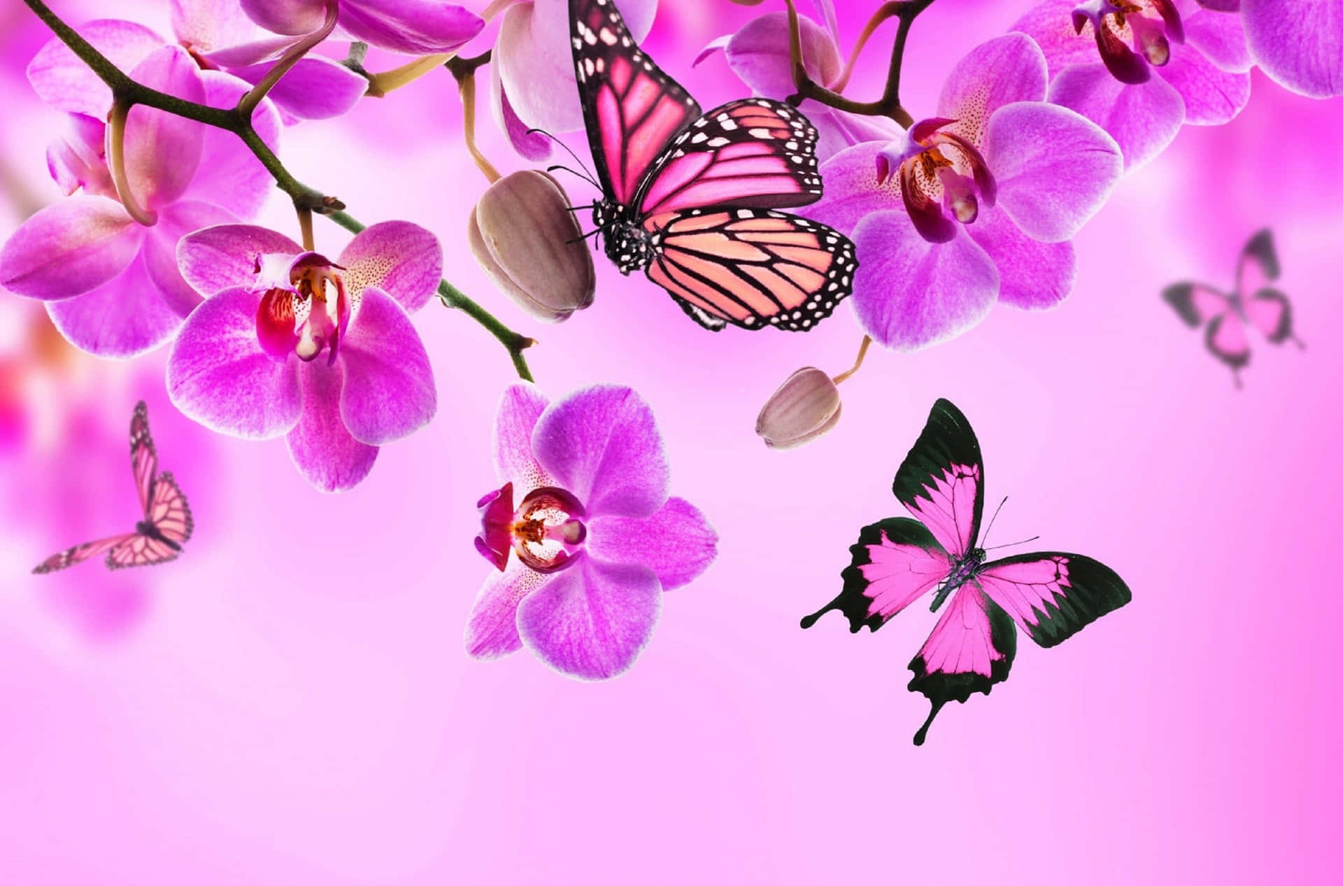 Butterfly Background Wallpaper
