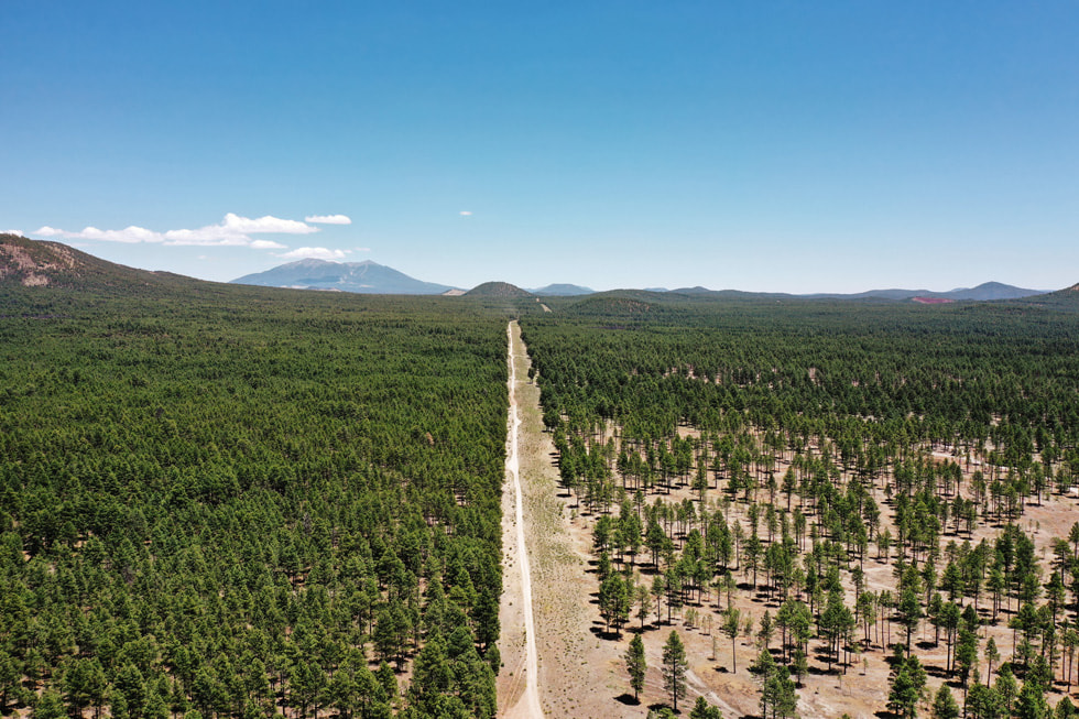 鳥瞰圖展示一邊是未疏伐的森林，另一邊是已疏伐的森林。