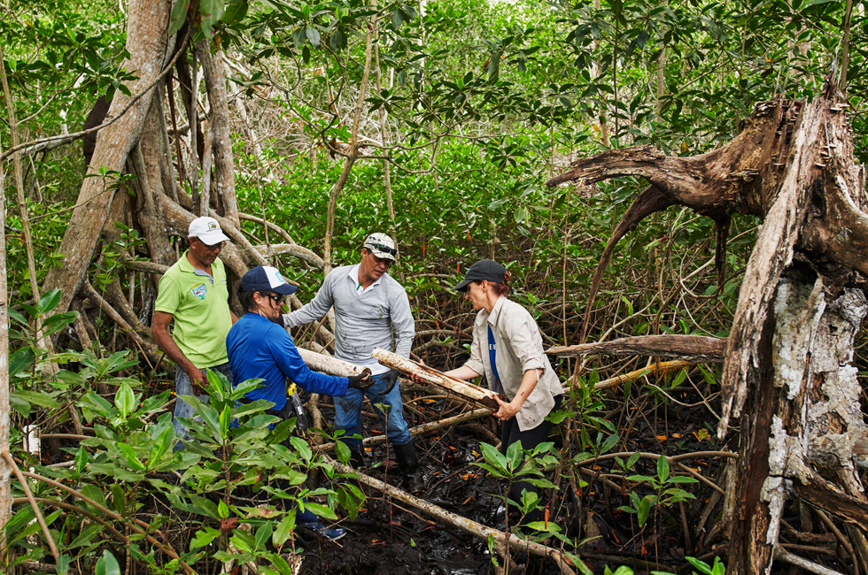 Personnes travaillant dans une mangrove colombienne.