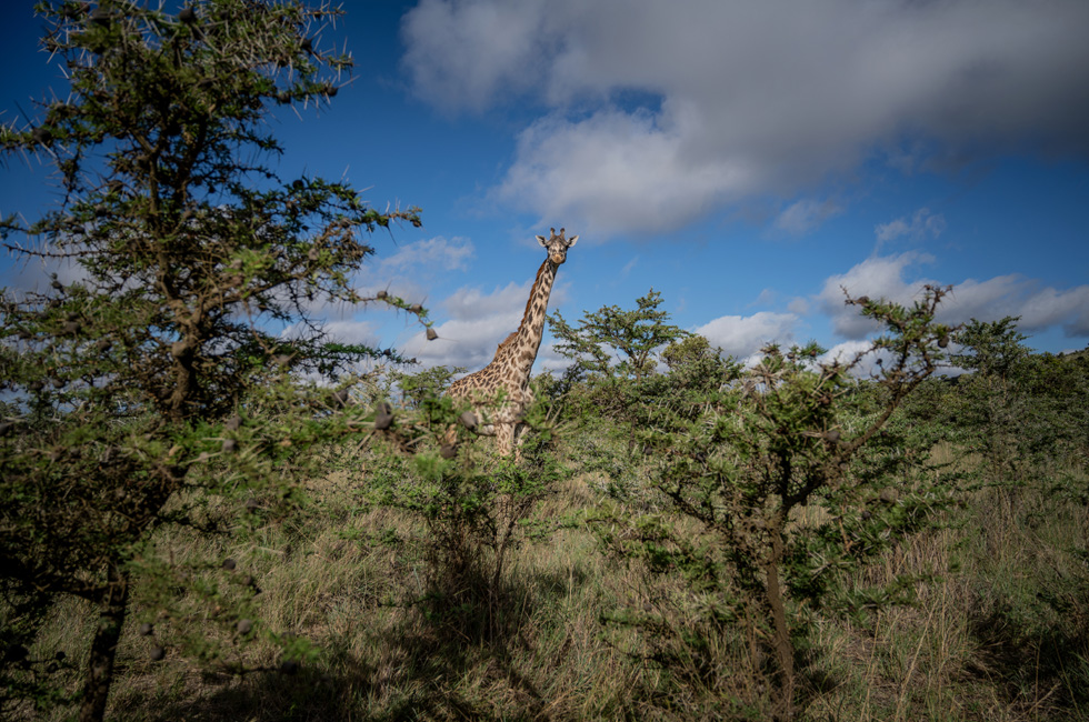 Eine Giraffe in einer Savanne in Kenia.