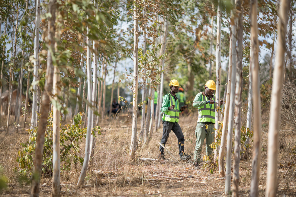 Dos trabajadores en un bosque de Kenia.