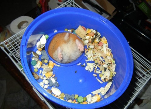 Fat hamster stuck