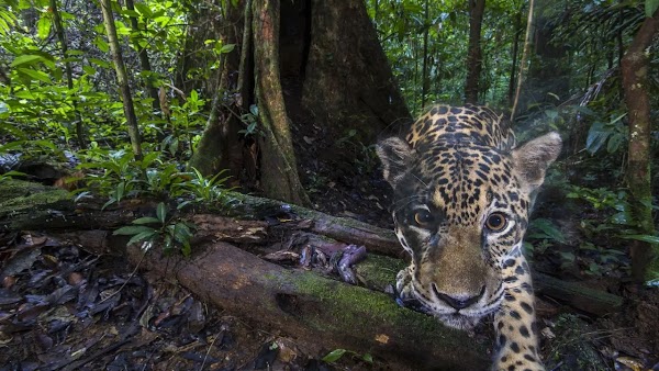 Image of a Jaguar prowling in a very green forest and looking right at the camera