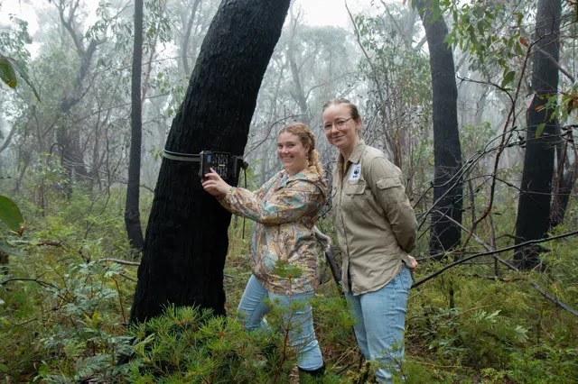 Emma Spencer, coordinatrice du projet Eyes on Recovery, et une collaboratrice vérifient une caméra de détection posée en pleine forêt dans le parc national des Blue Mountains