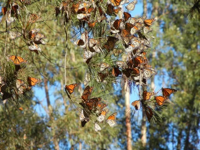 Mariposas monarca posadas sobre árboles, bajo el sol durante el invierno en California