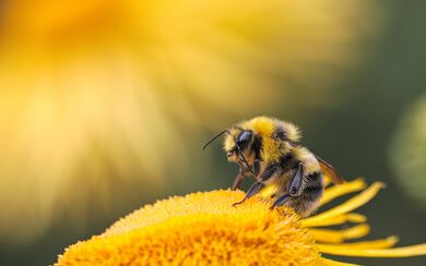 A bumblebee resting on and pollinating a yellow flower