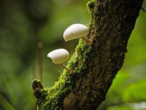 Close up of two white mushrooms growing on a branch.
