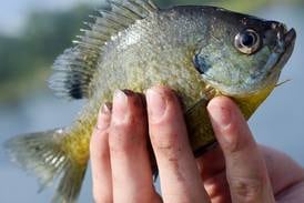 Youth Fishing Derby returns Saturday at Quarry Springs Park