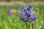 Camas lilies and other wildflowers bloom at Camassia Nature Preserve in West Linn, a 26-acre natural area managed by international environmental nonprofit The Nature Conservancy. 