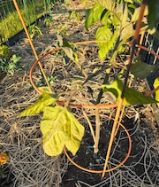 This tomato plant is showing signs of stress.