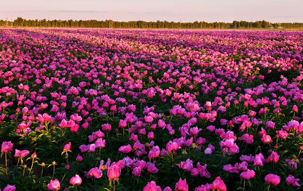 stock image of a field of pink flowers