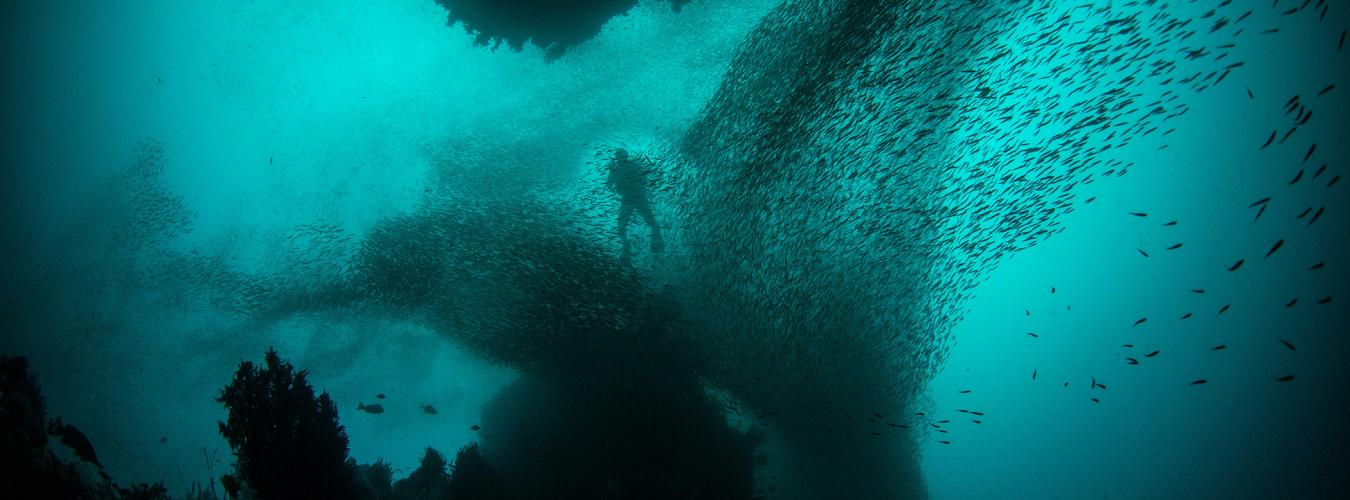 A scuba diver surrounded by a large school of fish.