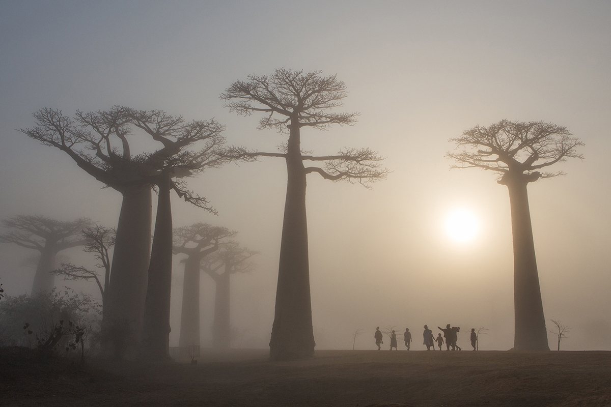 people walking among giant trees