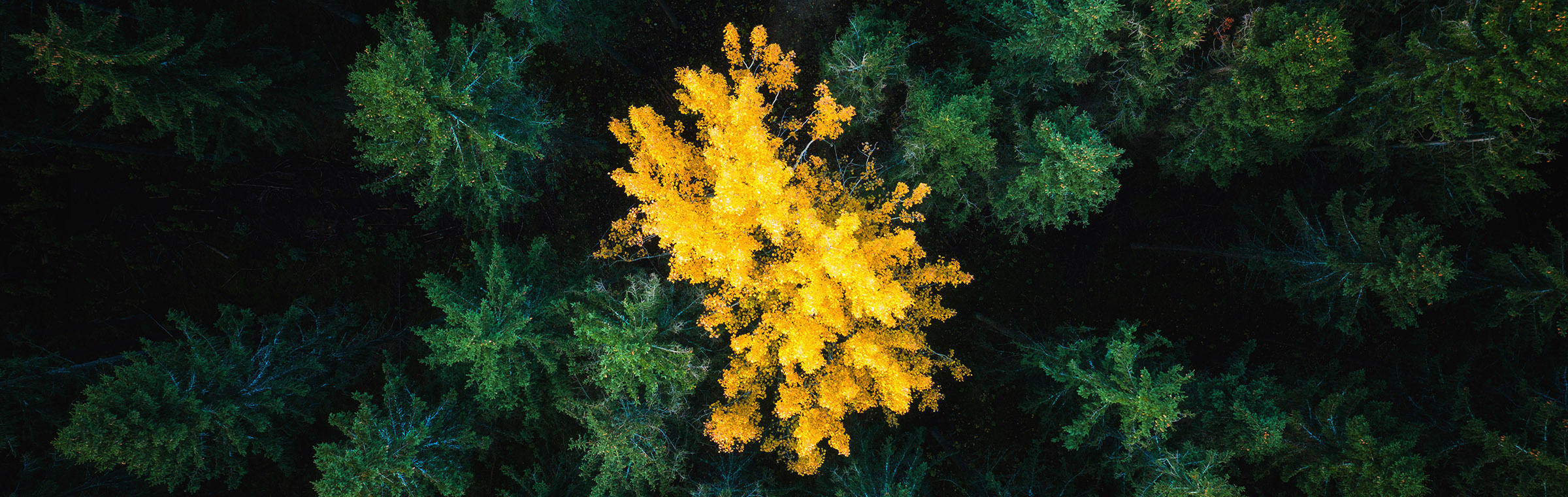 aerial view of a bright yellow tree in a forest of green pines